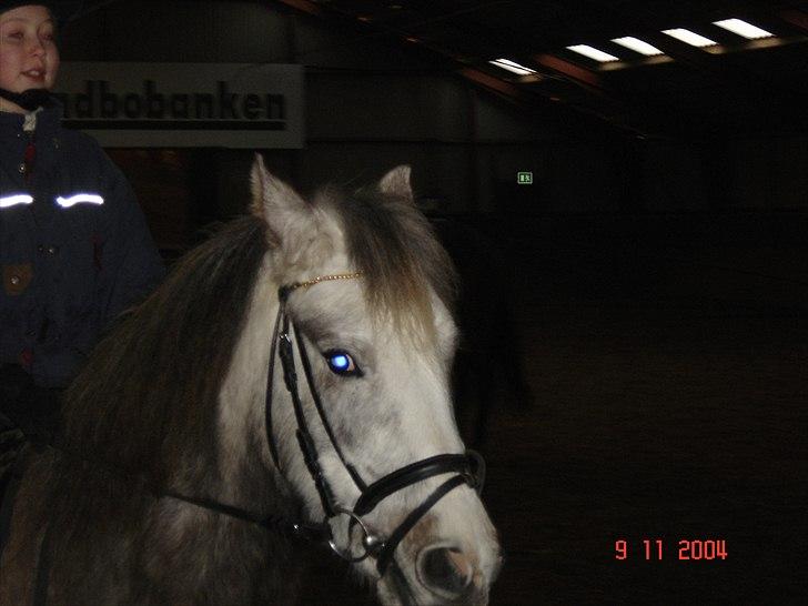 Anden særlig race Klaus  billede 7