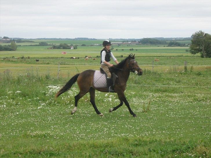 Tysk Sportspony Candy billede 14