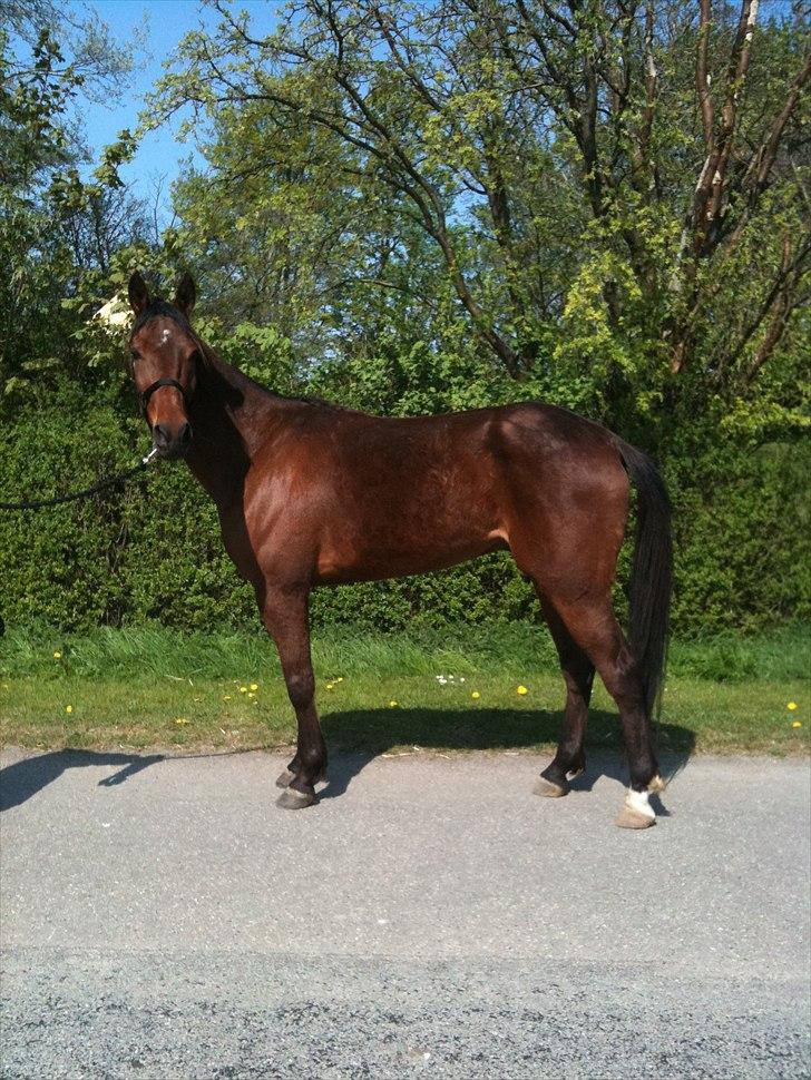 Traver Oscar Fønix - Oscar ude og gå tur dagen efter jeg fik ham.  billede 2