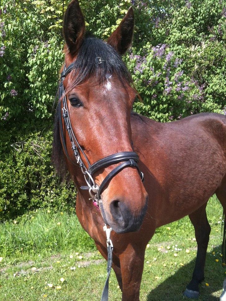 Traver Oscar Fønix billede 3