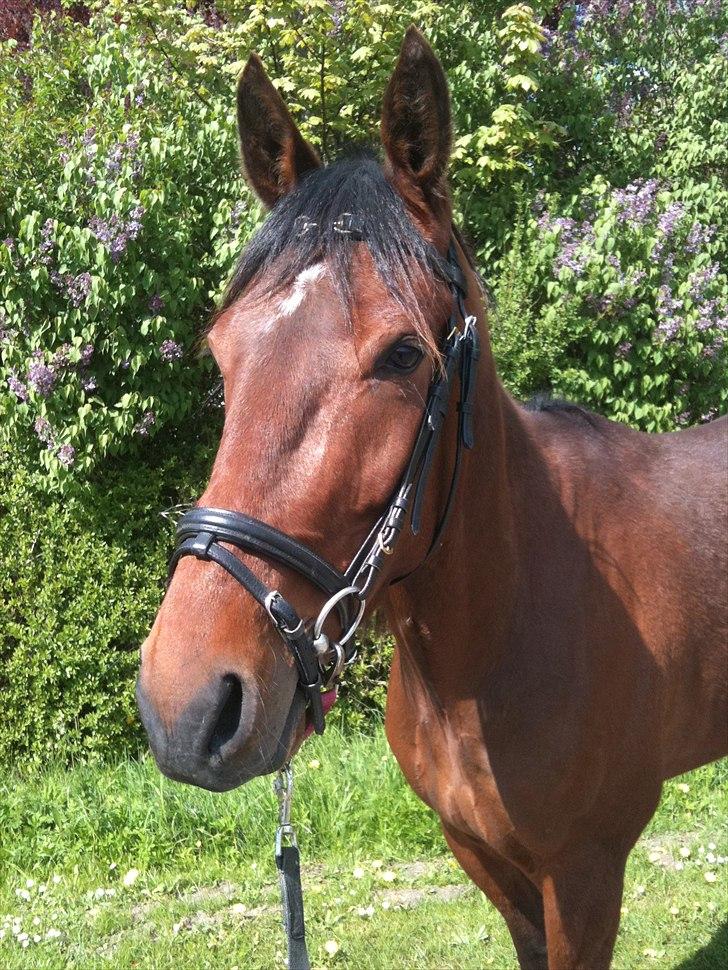 Traver Oscar Fønix billede 4