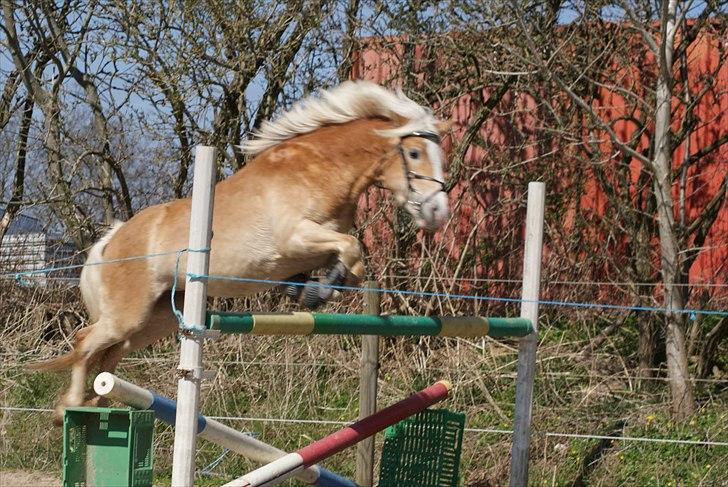 Haflinger Pasja billede 10