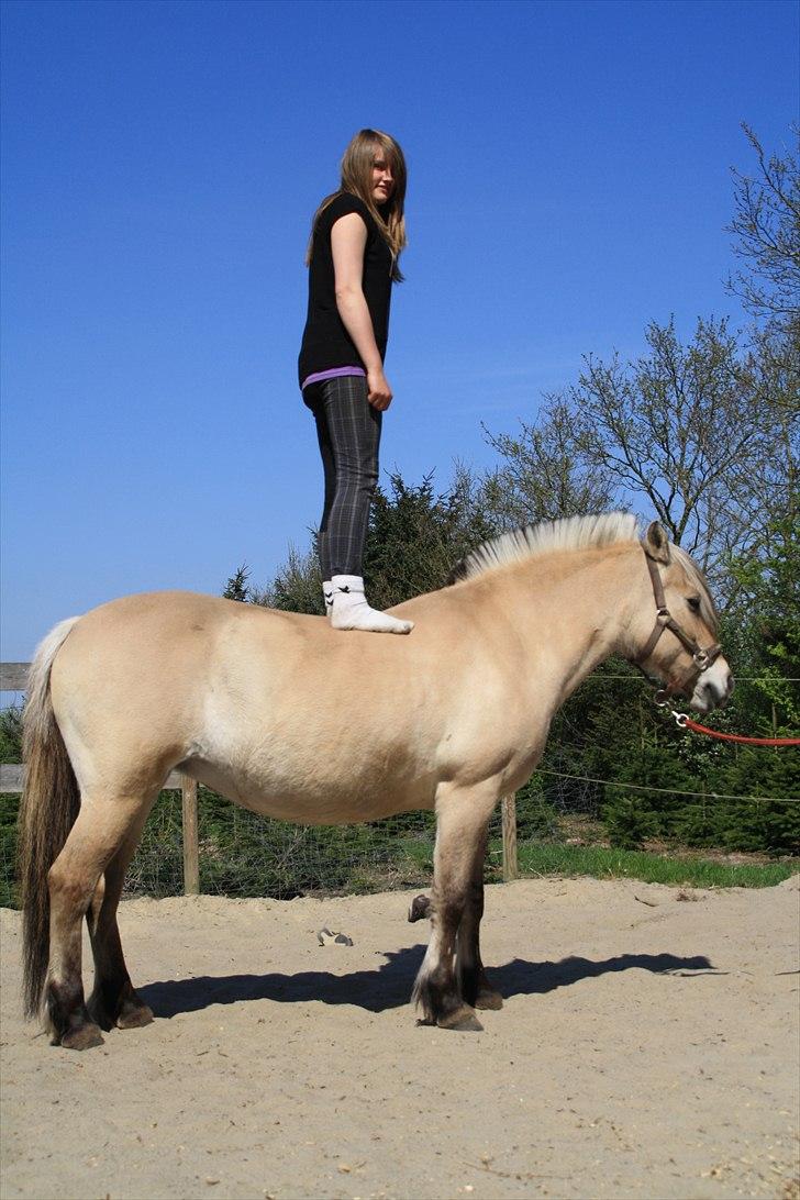 Fjordhest KALINA<3  billede 3