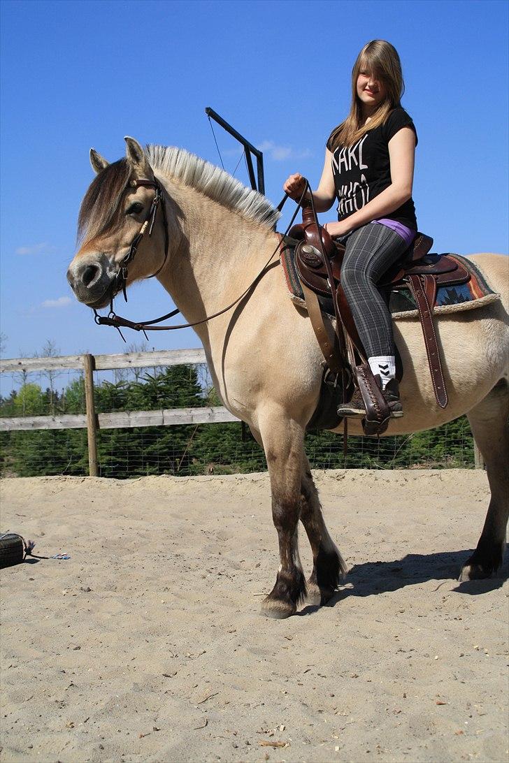 Fjordhest KALINA<3  billede 5