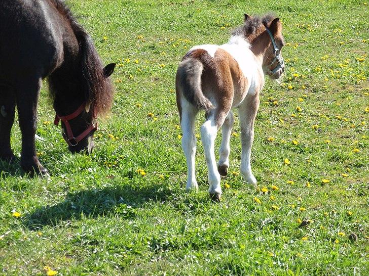 Shetlænder Mc´s twinster  billede 14