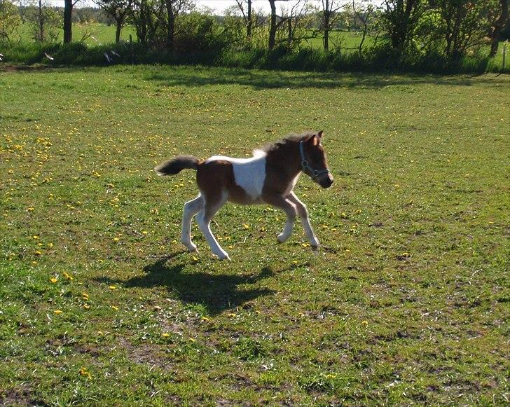Shetlænder Mc´s twinster  billede 15