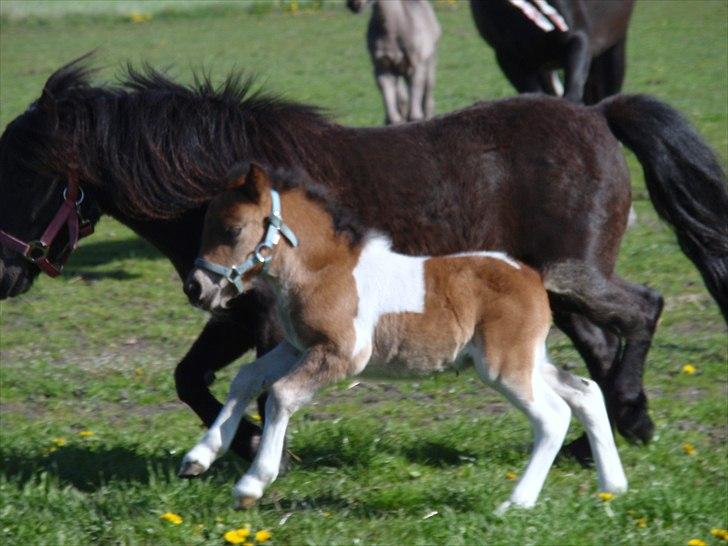 Shetlænder Mc´s twinster  billede 16