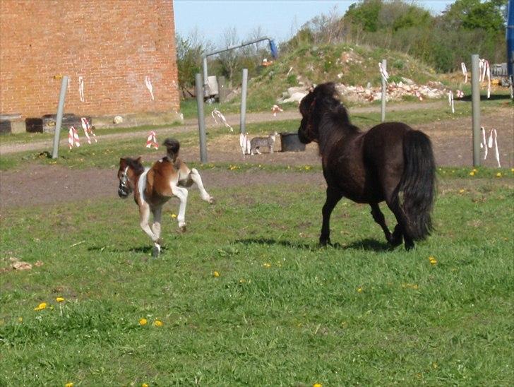 Shetlænder Mc´s twinster  billede 17