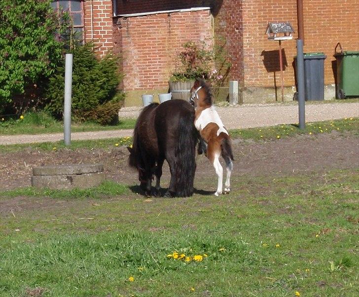 Shetlænder Mc´s twinster  billede 18
