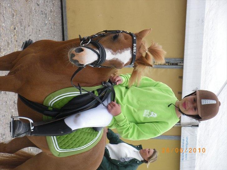 Welsh Pony (sec B) bubbly billede 14