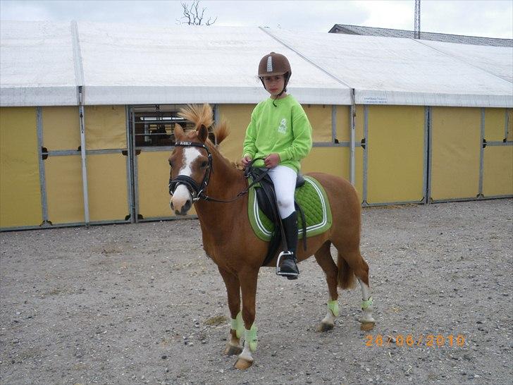 Welsh Pony (sec B) bubbly billede 15