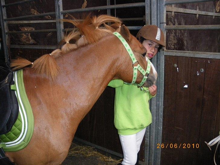 Welsh Pony (sec B) bubbly billede 17