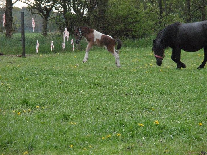 Shetlænder Mc´s twinster  billede 19