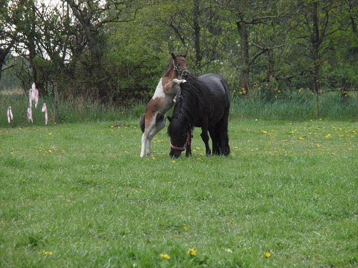 Shetlænder Mc´s twinster  billede 20