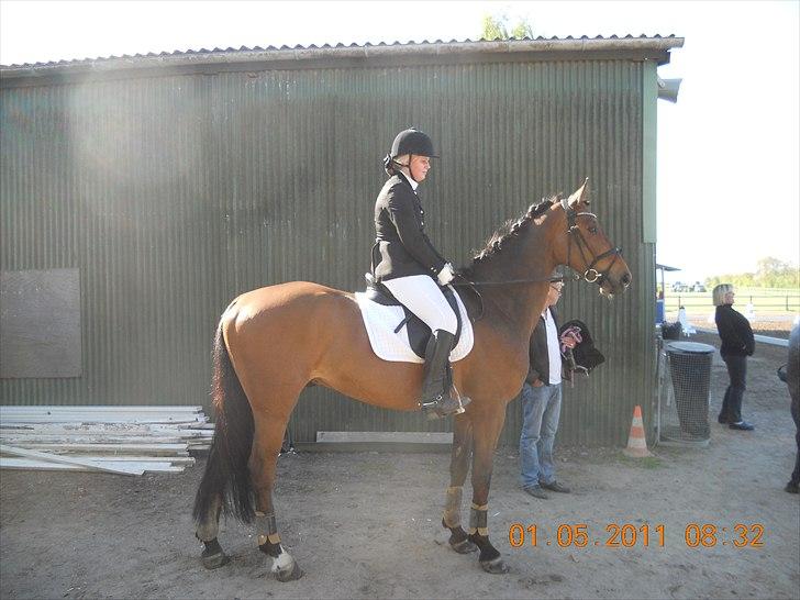 Dansk Varmblod Rts- Caligula - Caligula og jeg til stævne på AGR d. 1 maj 2011 billede 6