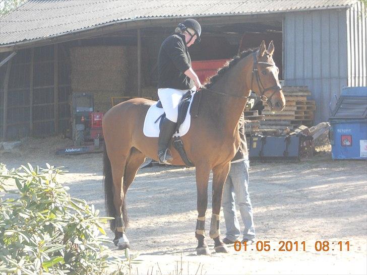 Dansk Varmblod Rts- Caligula - Caligula og jeg til stævne på AGR d. 1 Maj 2011 billede 8
