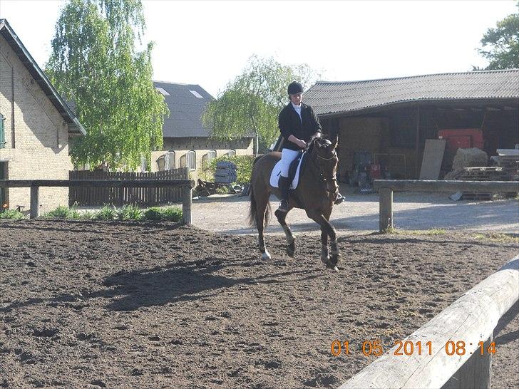 Dansk Varmblod Rts- Caligula - Stævne på AGR d. 1 Maj 2011 billede 9