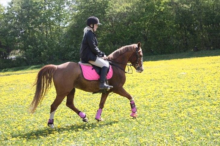 Anden særlig race Nikki <3  billede 1