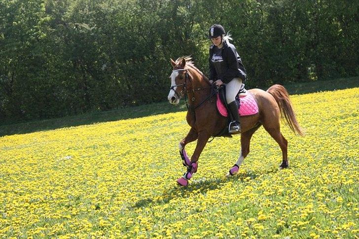 Anden særlig race Nikki <3  billede 2