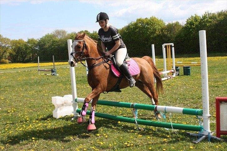 Anden særlig race Nikki <3  billede 3