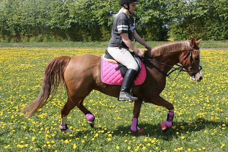 Anden særlig race Nikki <3  billede 4