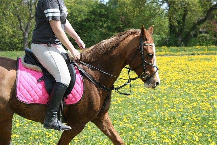 Anden særlig race Nikki <3  billede 5