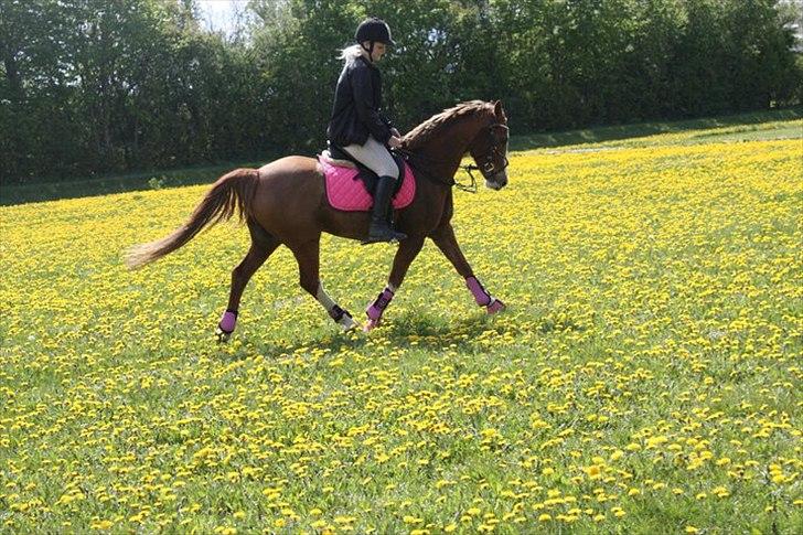 Anden særlig race Nikki <3  billede 6