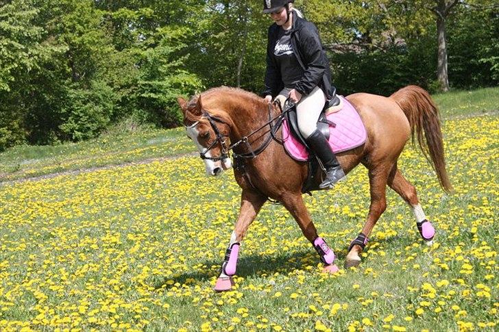 Anden særlig race Nikki <3  billede 7