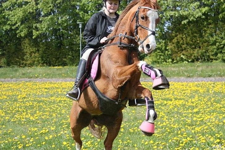 Anden særlig race Nikki <3  billede 8