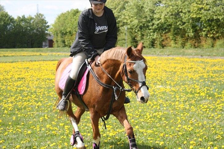 Anden særlig race Nikki <3  billede 9