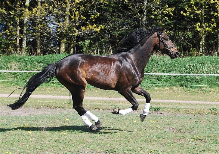 Dansk Varmblod High Power D billede 2