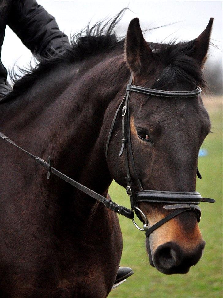 Holstener Simply *elevhest* - En meget tændt Simply helt klar til at springe :D <3 ~foto: Nadja~ billede 18