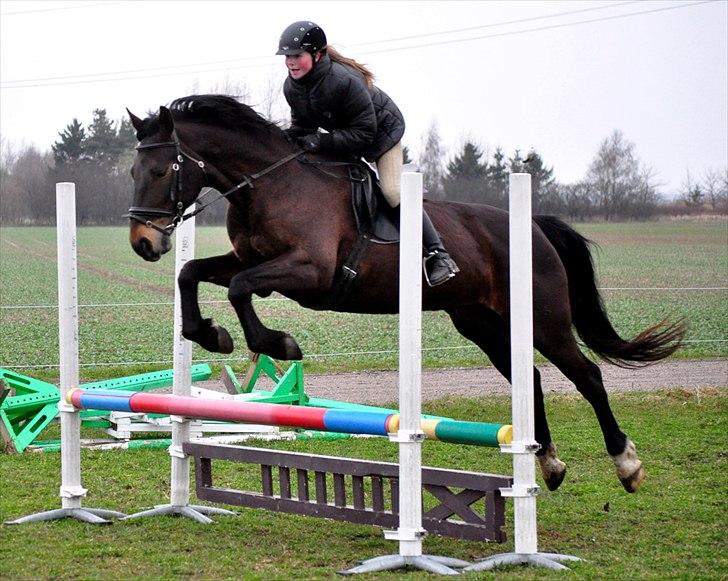 Holstener Simply *elevhest* - ~Foto:Nadja~ billede 19