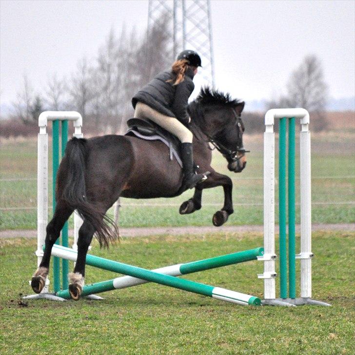 Holstener Simply *elevhest* - tak fordi i kiggede med :D Lig gerne en kommentar og bedømmelse så bliver vi meget glade ;)~Foto:Nadja~ billede 20