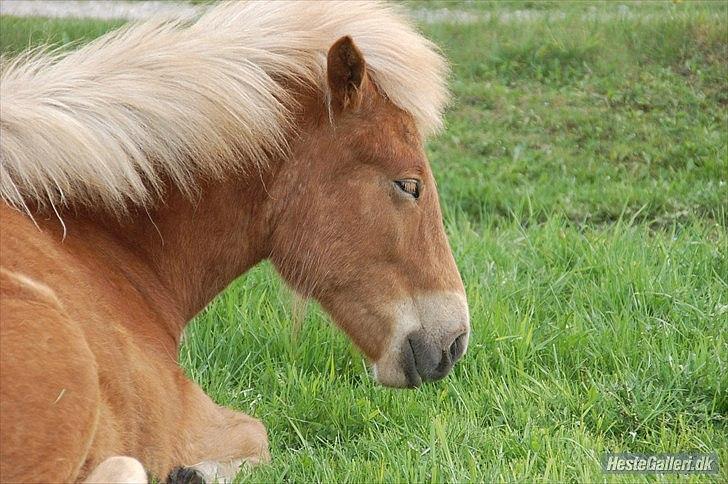 Islænder Gossi fra Tranten<3 billede 2