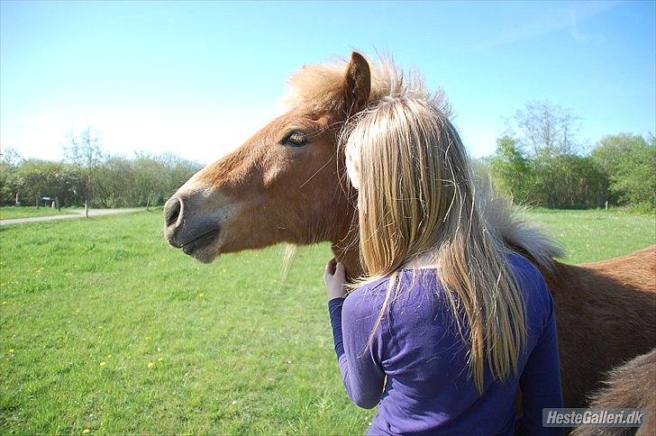 Islænder Gossi fra Tranten<3 billede 3