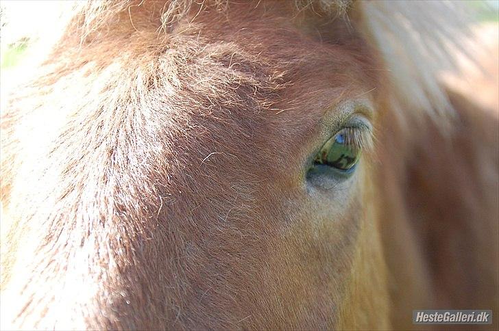 Islænder Gossi fra Tranten<3 billede 4