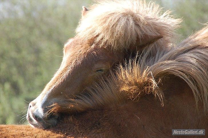 Islænder Gossi fra Tranten<3 billede 5