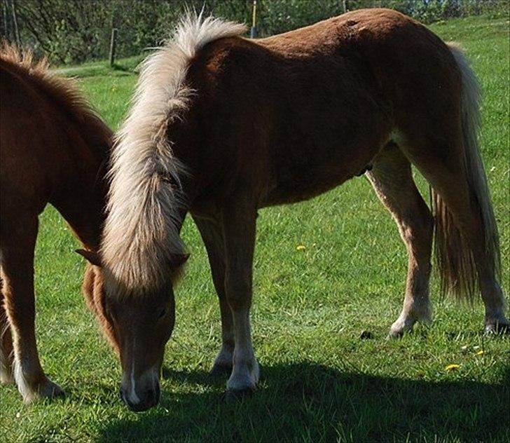 Islænder Gossi fra Tranten<3 billede 6