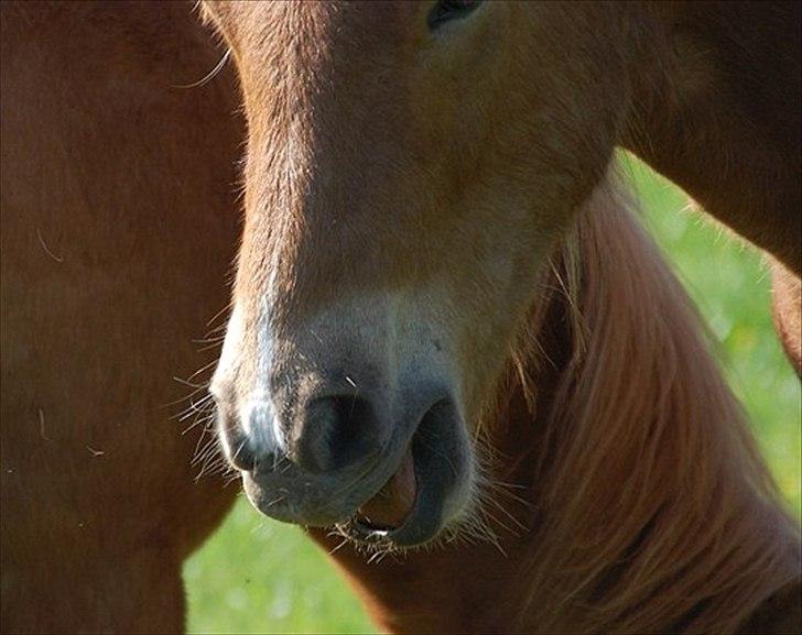 Islænder Gossi fra Tranten<3 billede 7