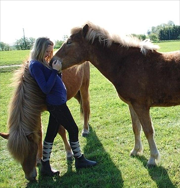 Islænder Gossi fra Tranten<3 billede 8