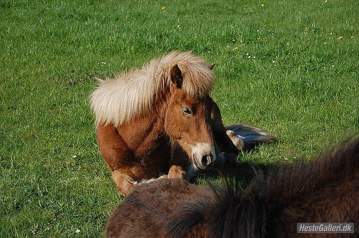 Islænder Gossi fra Tranten<3 billede 10