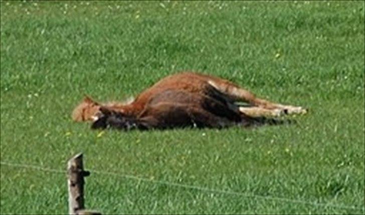Islænder Gossi fra Tranten<3 - Nuh Gossi og Muskur nå nærmest oven på hinanden<3 billede 11