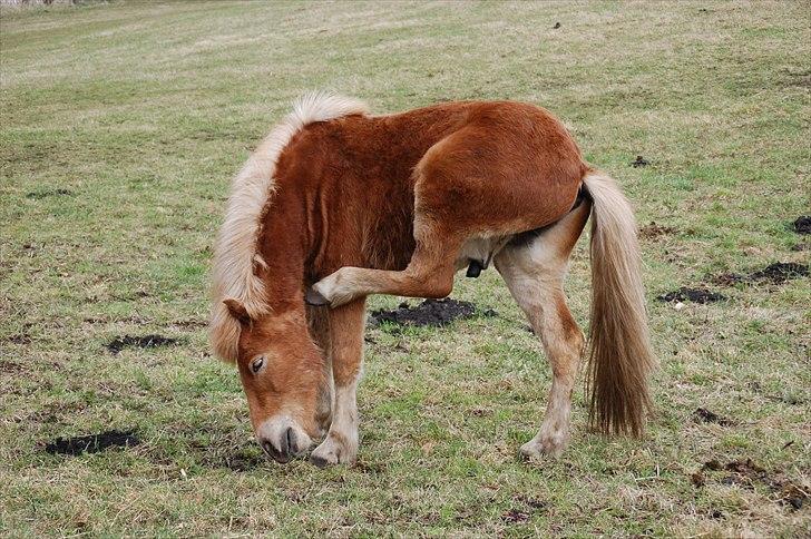 Islænder Gossi fra Tranten<3 billede 12