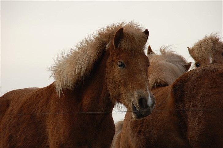 Islænder Gossi fra Tranten<3 billede 13