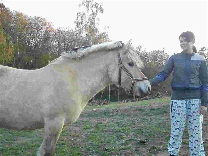 Fjordhest Lady.! "part" billede 12