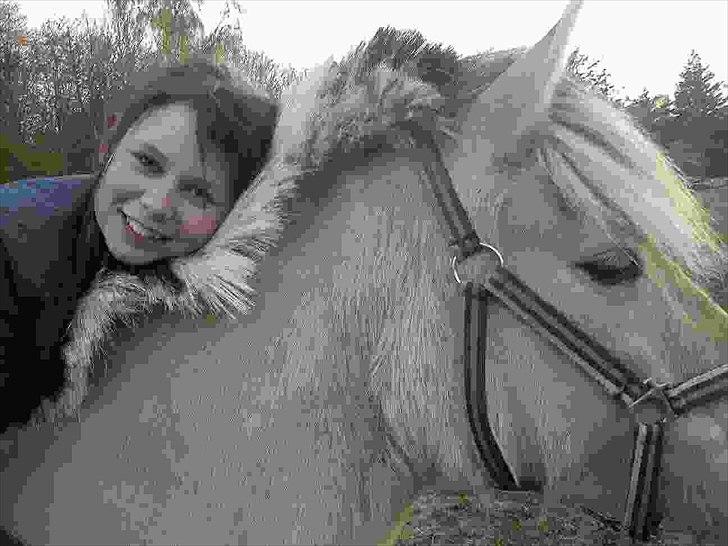 Fjordhest Lady.! "part" - min øjesten<33333 billede 13