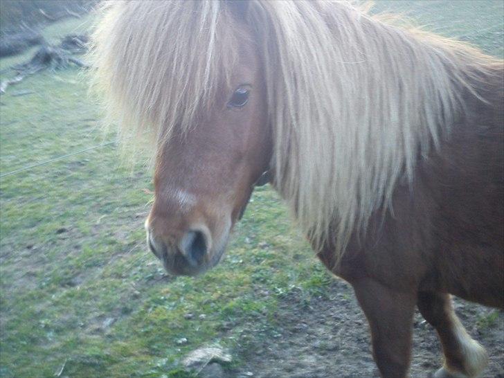 Shetlænder Lukas:D "Passer" - lille manden!! I<3U  billede 10