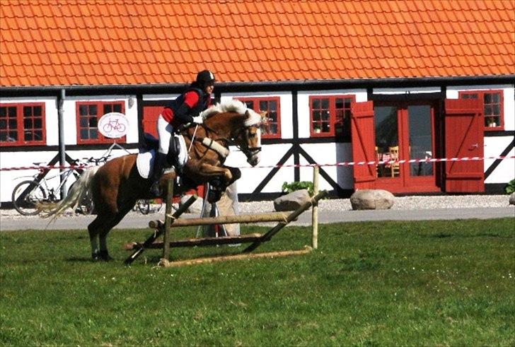 Anden særlig race Amanda solgt - Gjorslev Jagten 2011 foto Maria Andersen billede 19