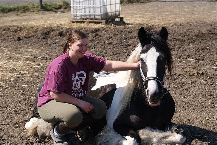 Irish Cob Mischa billede 11